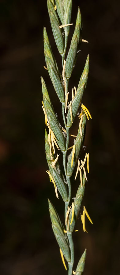 Elymus repens